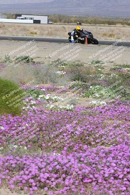 media/Feb-04-2023-SoCal Trackdays (Sat) [[8a776bf2c3]]/Turn 15 Inside Blooming (1050am)/